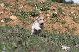 FOX TERRIER 138